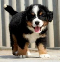 /album/www-cutedog-com/untitled-2-png/